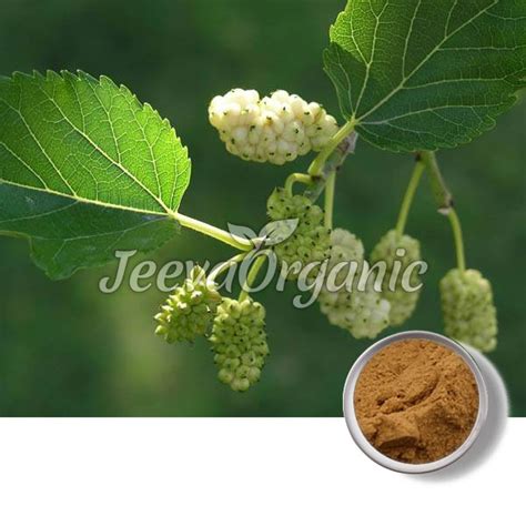 bulk mulberry leaf extract powder